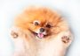 Декор PETS PS2M054D (CERSANIT)