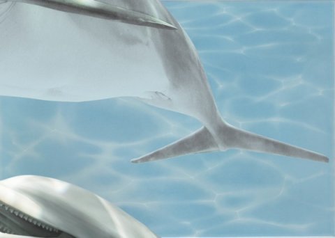 Декор AZURE Decor Dolphin 5 Turquoise (Beryoza Ceramica)