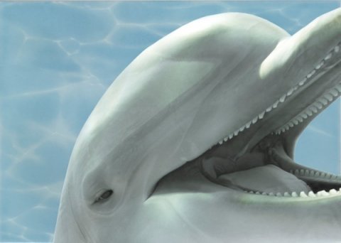 Декор AZURE Decor Dolphin 3 Turquoise (Beryoza Ceramica)