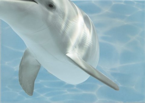 Декор AZURE Decor Dolphin 8 Turquoise (Beryoza Ceramica)
