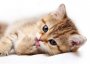 Декор PETS PS2M051D (CERSANIT)