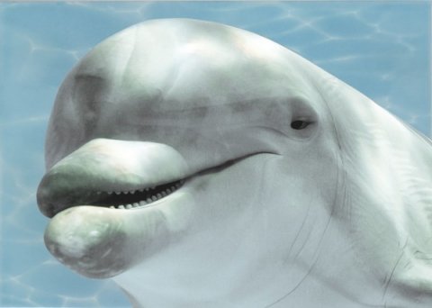Декор AZURE Decor Dolphin 1 Turquoise (Beryoza Ceramica)