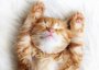Декор PETS PS2M052D (CERSANIT)