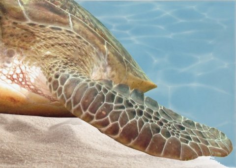 Декор AZURE Decor 12 Sea World Turquoise (Beryoza Ceramica)