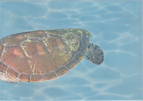 Декор AZURE Decor 4 Sea World Turquoise (Beryoza Ceramica)